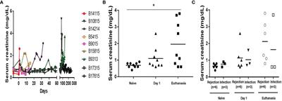 The Role of Interleukin-6 (IL-6) in the Systemic Inflammatory Response in Xenograft Recipients and in Pig Kidney Xenograft Failure